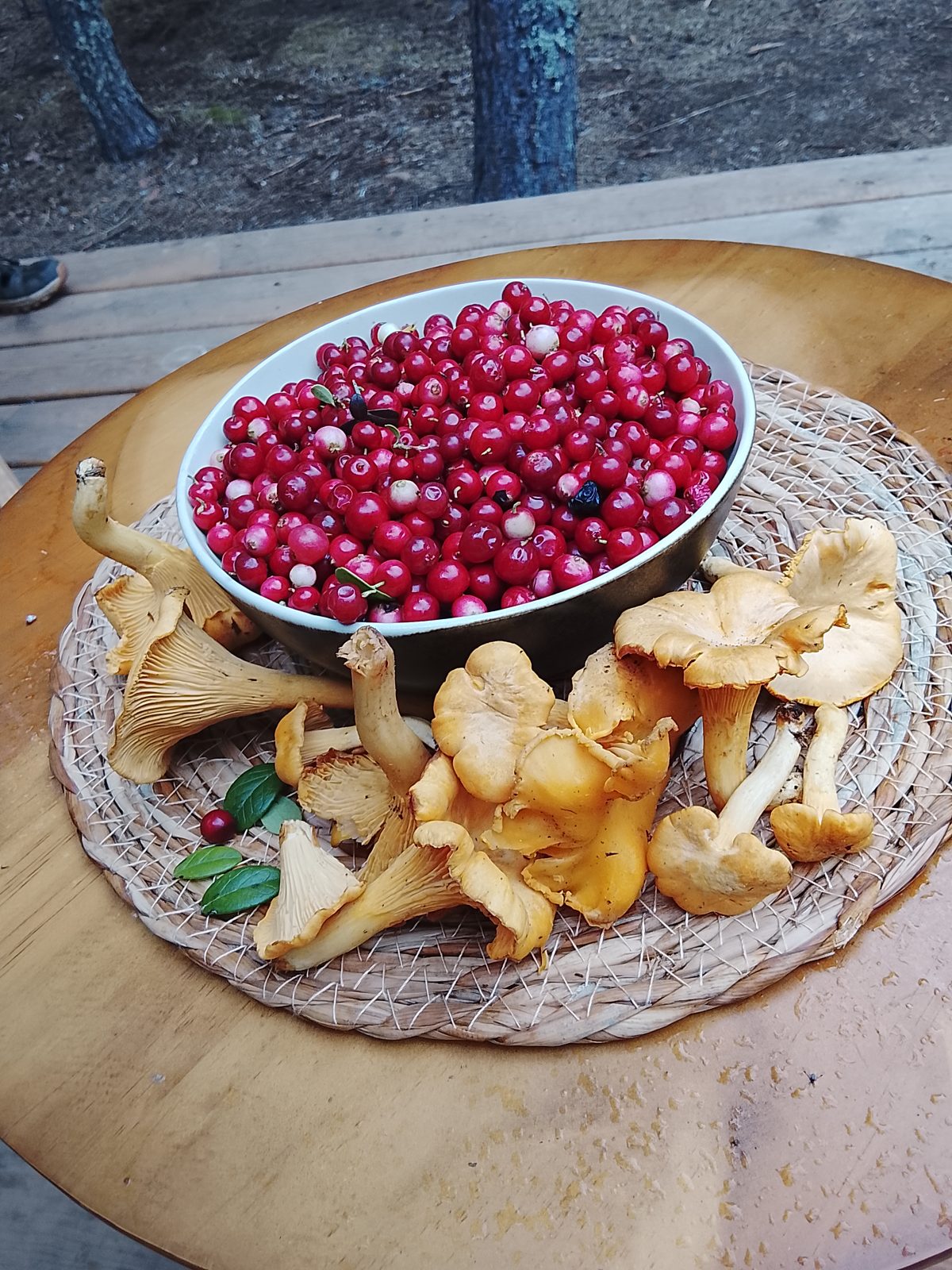 Лисички и клюква, собранные на территории глэмпинга «Брусничный берег»